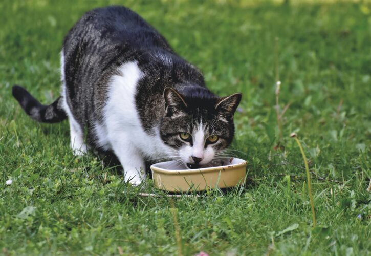 Which material is the best for various cat bowls? Have you ever fallen into any pitfalls?