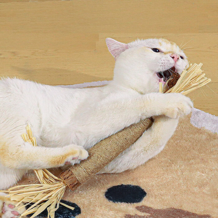 a cat is playing Cat Chew Stick toy