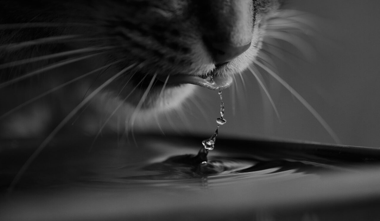 Does your cat always dislike drinking water? 8 great tips are here to help!