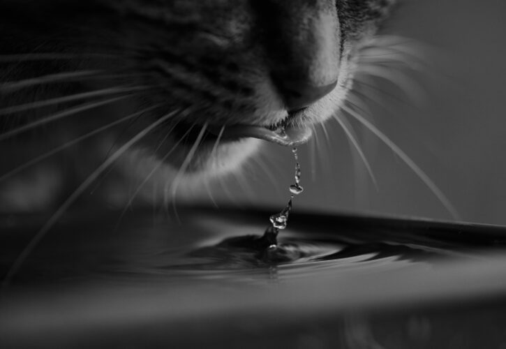 Does your cat always dislike drinking water? 8 great tips are here to help!