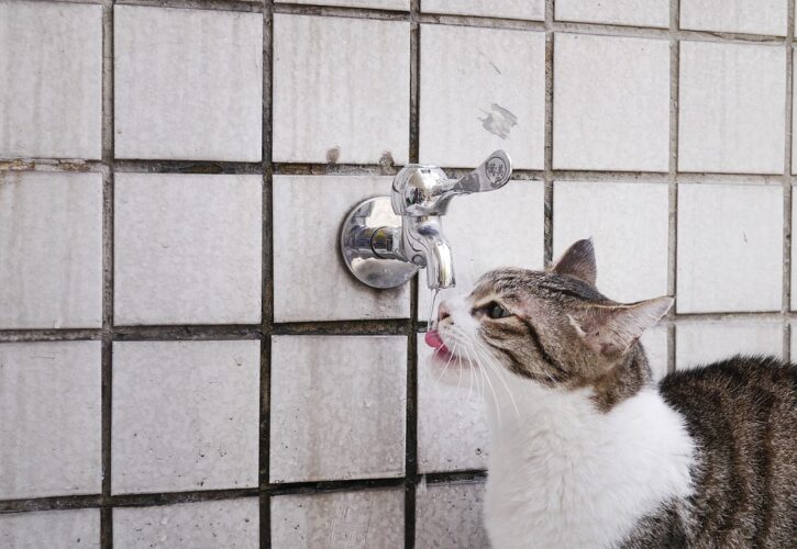 Mineral water, tap water, cooled boiled water, and purified water. Which one is the life – sustaining water for cats?