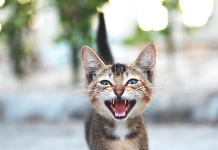 Cat Teething: Dangerous Signs and Coping Methods