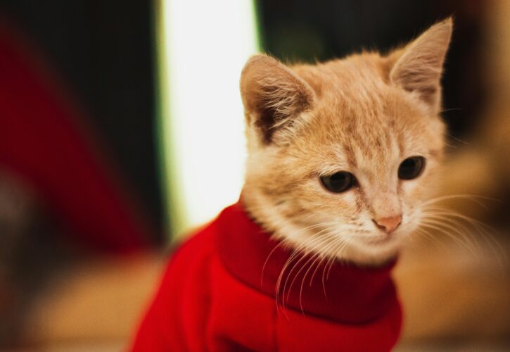 Do cats need to wear clothes?