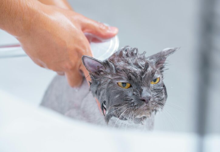 How often should a cat be bathed for the best?