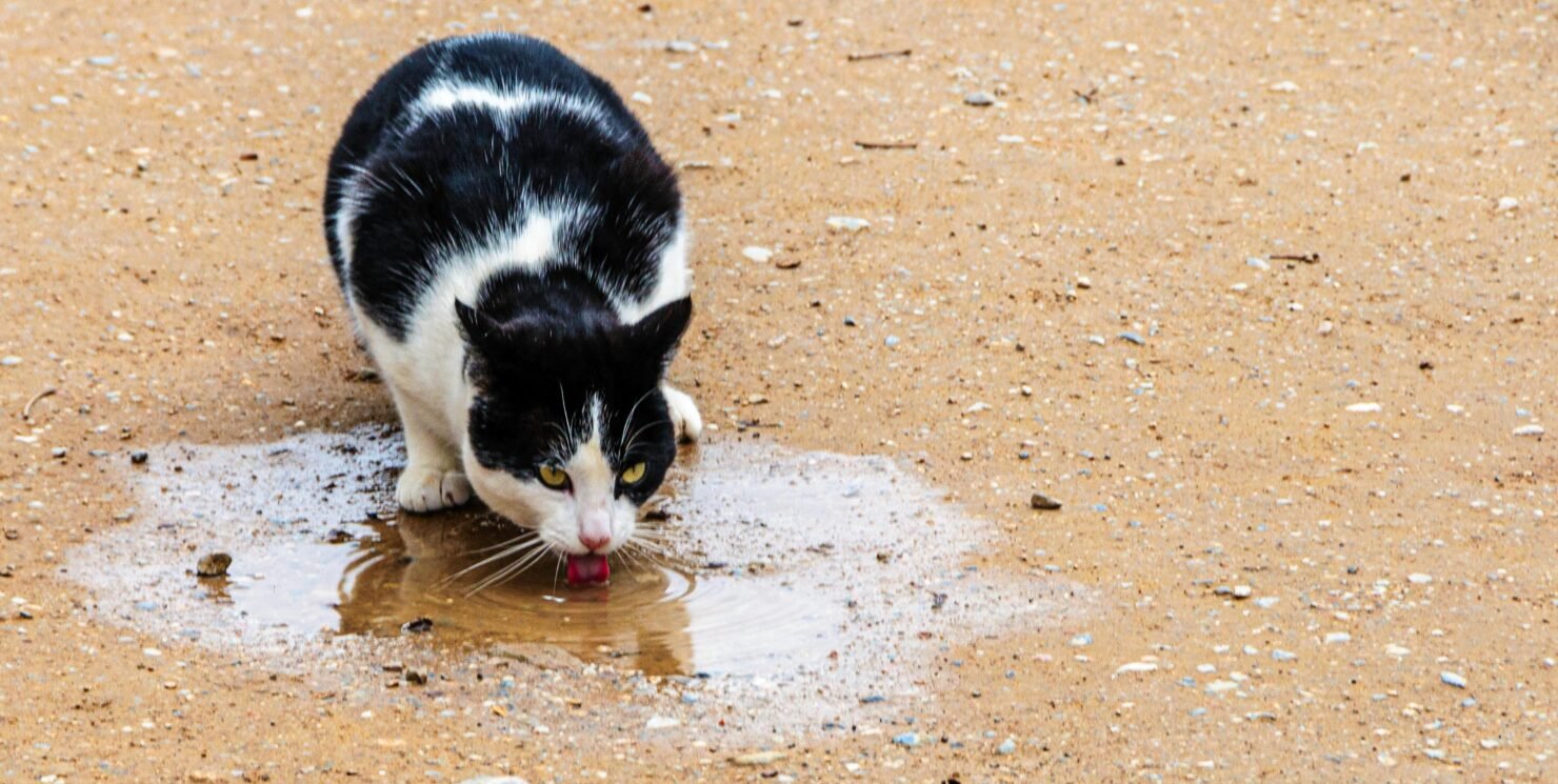 Do you know how much water a cat should drink appropriately every day?