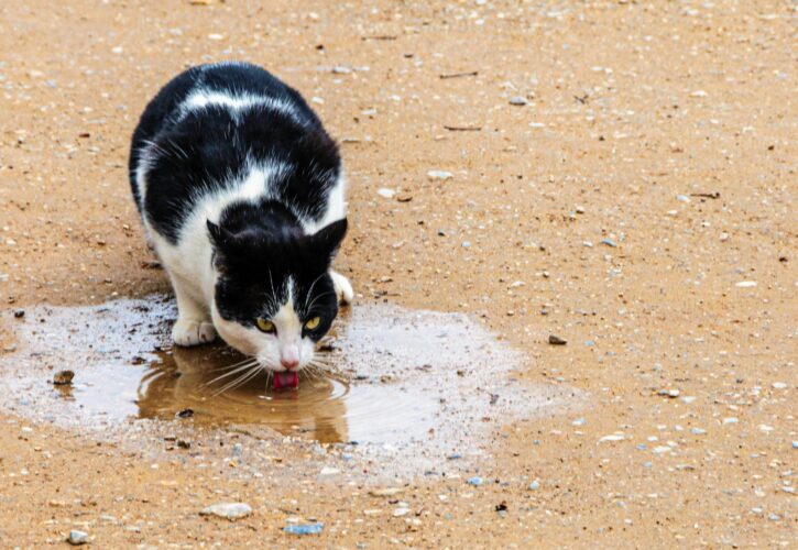 Do you know how much water a cat should drink appropriately every day?