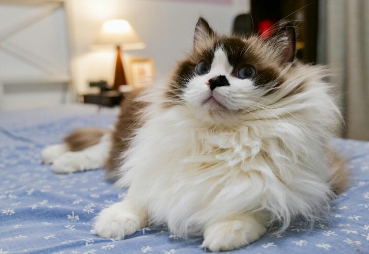 Don’t make the wrong choice anymore. The 8 most recognized easy-to-raise cat breeds are hardy and beautiful. 