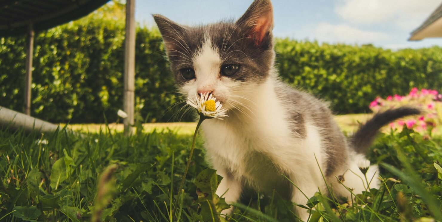 How to Feed One-Month-Old Kittens: Tips That Cat Owners Must Know